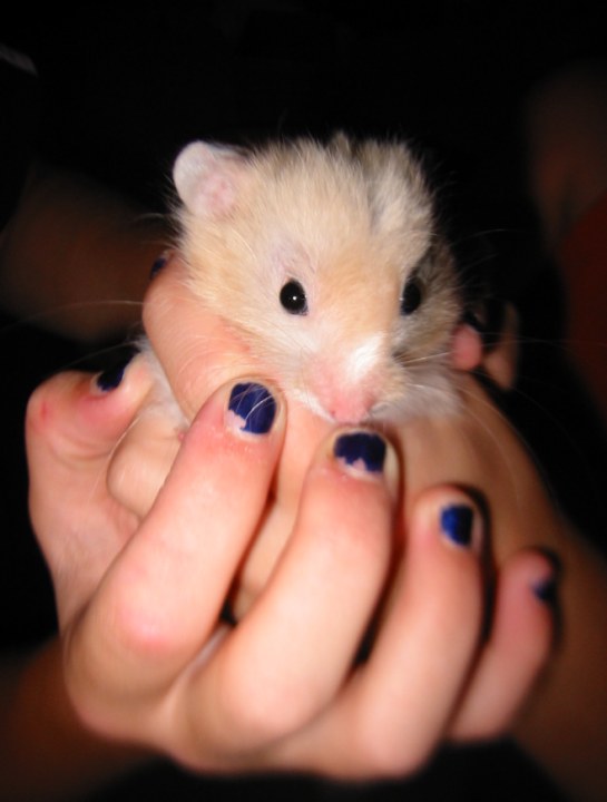 Biscuit